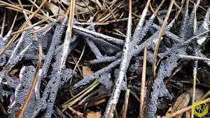 Attēlu rezultāti vaicājumam “Diderma spumarioides”