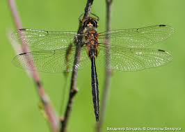 Attēlu rezultāti vaicājumam “Somatochlora flavomaculata”