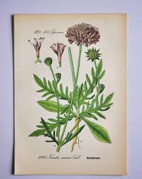 Image result for Knautia arvensis
