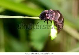 Attēlu rezultāti vaicājumam “Lampyris noctiluca”