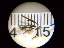 Attēlu rezultāti vaicājumam “Stemonitis fusca young”