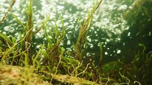 Attēlu rezultāti vaicājumam “Fontinalis antipyretica”