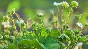 Attēlu rezultāti vaicājumam “Fragaria moschata flower”