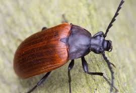 Attēlu rezultāti vaicājumam “Pseudocistela ceramboides”