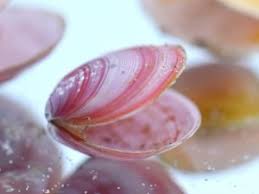 Attēlu rezultāti vaicājumam “Macoma baltica”