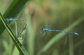 Attēlu rezultāti vaicājumam “Coenagrion puella male”