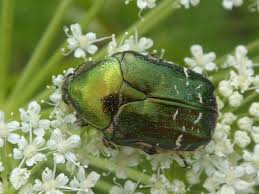 Attēlu rezultāti vaicājumam “Cetonia aurata”