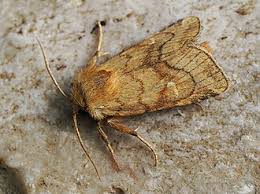 Attēlu rezultāti vaicājumam “Eriopygodes imbecilla”