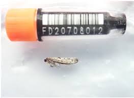 Attēlu rezultāti vaicājumam “Yponomeuta plumbella”