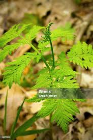 Attēlu rezultāti vaicājumam “Botrychium virginianum”