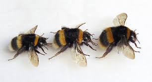 Attēlu rezultāti vaicājumam “Bombus terrestris”