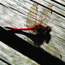 Attēlu rezultāti vaicājumam “Sympetrum”