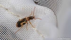 Attēlu rezultāti vaicājumam “Notoxus monoceros”