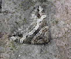 Attēlu rezultāti vaicājumam “Perizoma bifaciata”