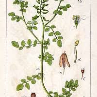 Image result for Rorippa nasturtium-aquaticum