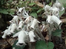 Image result for ギンリョウソウ