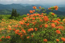 Attēlu rezultāti vaicājumam “Rhododendron calendulaceum”