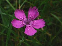 Image result for Steinnelke