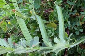 Attēlu rezultāti vaicājumam “Vicia cracca fruit”