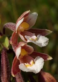 Attēlu rezultāti vaicājumam “Epipactis palustris flower”