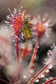 Attēlu rezultāti vaicājumam “Drosera intermedia”
