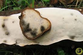 Attēlu rezultāti vaicājumam “Skeletocutis nivea”