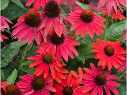 Image result for roter Sonnenhut