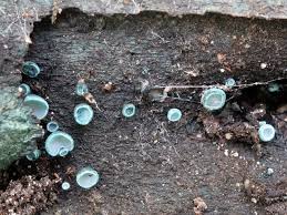 Attēlu rezultāti vaicājumam “Chlorociboria aeruginascens”