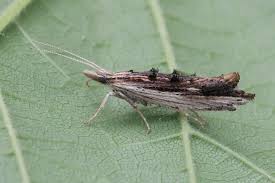 Attēlu rezultāti vaicājumam “Ypsolophidae”