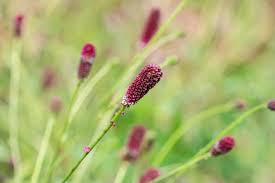 Attēlu rezultāti vaicājumam “Sanguisorba officinalis bud”