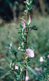 Attēlu rezultāti vaicājumam “Ononis arvensis bud”