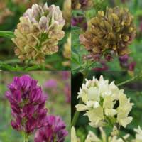 Attēlu rezultāti vaicājumam “Medicago x varia  flower”