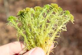 Attēlu rezultāti vaicājumam “Sphagnum angustifolium”