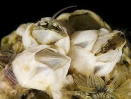 Attēlu rezultāti vaicājumam “Balanus improvisus”