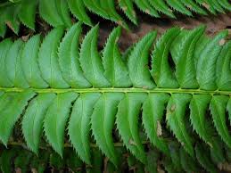 Attēlu rezultāti vaicājumam “Polystichum lonchitis”