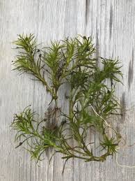 Attēlu rezultāti vaicājumam “Najas flexilis leaf”