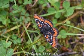 Attēlu rezultāti vaicājumam “Euphydryas maturna underside”