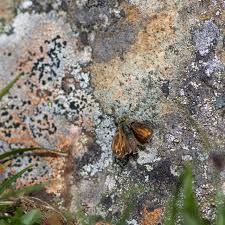 Attēlu rezultāti vaicājumam “Hesperia comma underside”
