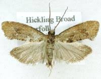 Attēlu rezultāti vaicājumam “Epinotia brunnichana”