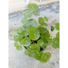 「香菇草」的圖片搜尋結果