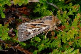 Attēlu rezultāti vaicājumam “Cerapteryx graminis”