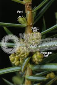 Attēlu rezultāti vaicājumam “Juniperus communis male flower”