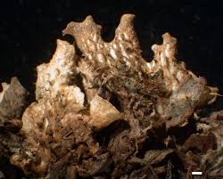 Attēlu rezultāti vaicājumam “Peltigera polydactylon”