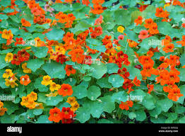 Attēlu rezultāti vaicājumam “Tropaeolum majus leaf”