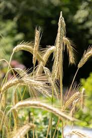 Image result for Secale cereale