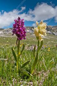 Attēlu rezultāti vaicājumam “Dactylorhiza russowii flower”