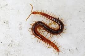 Attēlu rezultāti vaicājumam “Geophilidae”