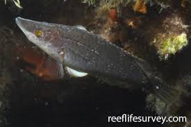 Image result for Symphodus bailloni