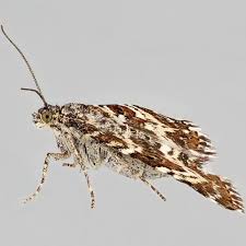 Attēlu rezultāti vaicājumam “Epirrhoe tristata imago”