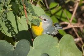 Image result for Parula americana